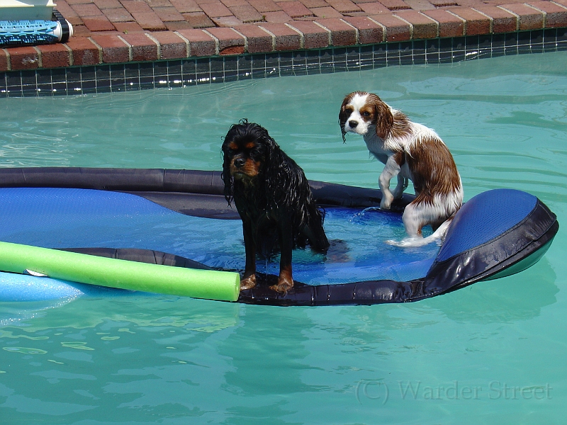 Sampson And Delilah Swimming 001.jpg